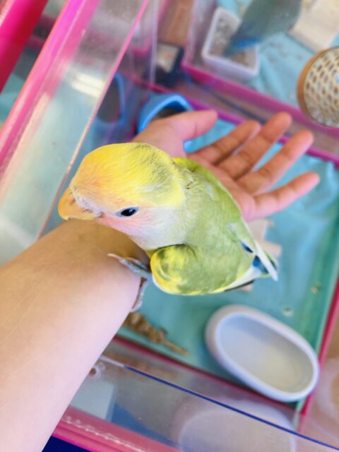 コザクラインコ（小桜インコ）