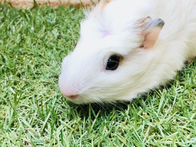 クレステッドモルモット