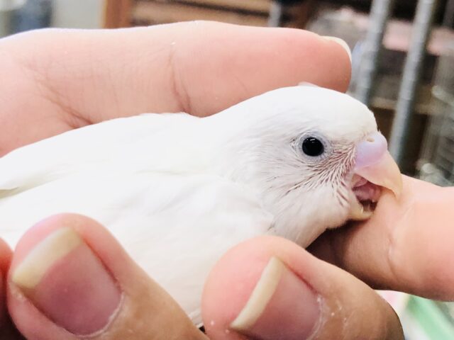 セキセイインコ