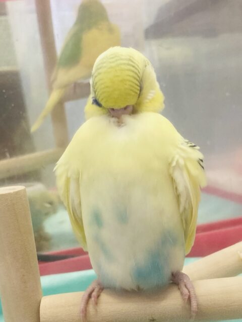 セキセイインコ