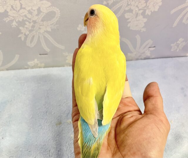 コザクラインコ（小桜インコ）