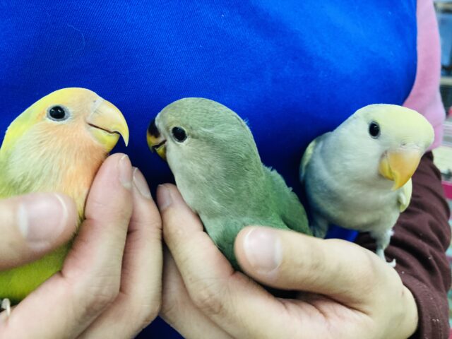 コザクラインコ（小桜インコ）