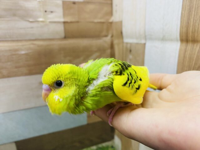 セキセイインコ