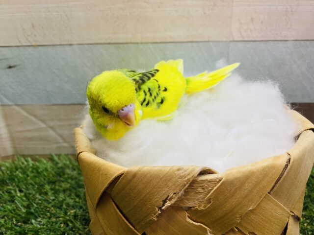 セキセイインコ