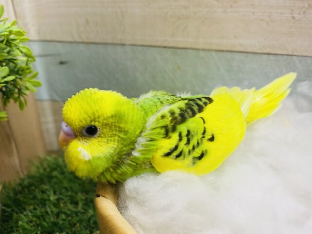セキセイインコ