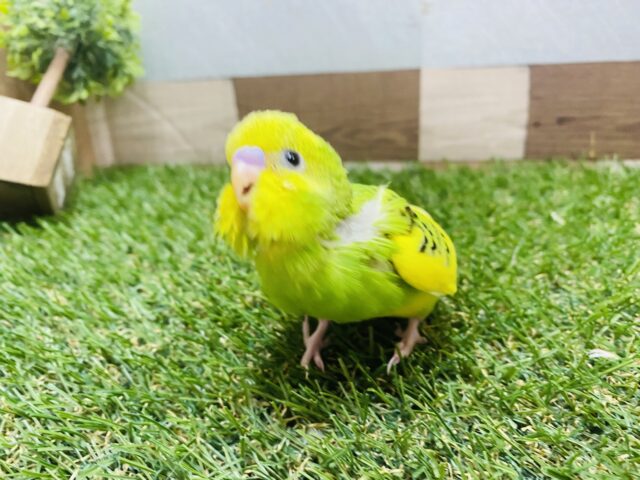 セキセイインコ