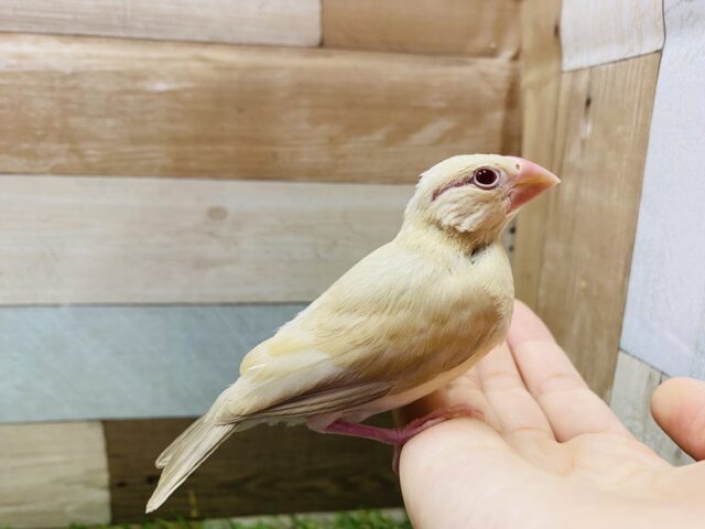 シナモン文鳥