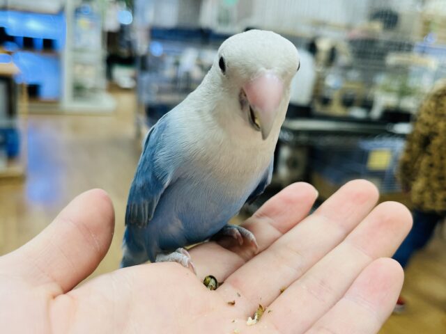 コザクラインコ（小桜インコ）