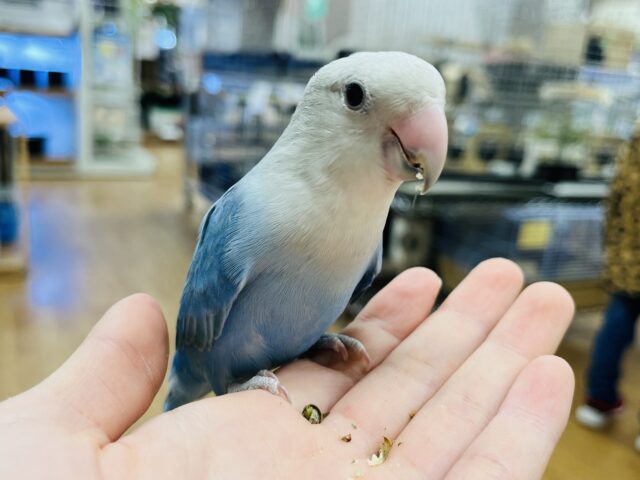 コザクラインコ（小桜インコ）