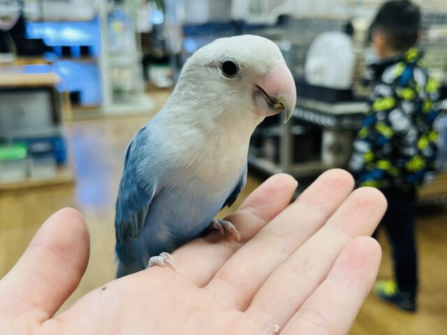 コザクラインコ（小桜インコ）
