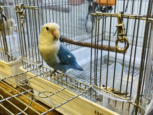 コザクラインコ（小桜インコ）