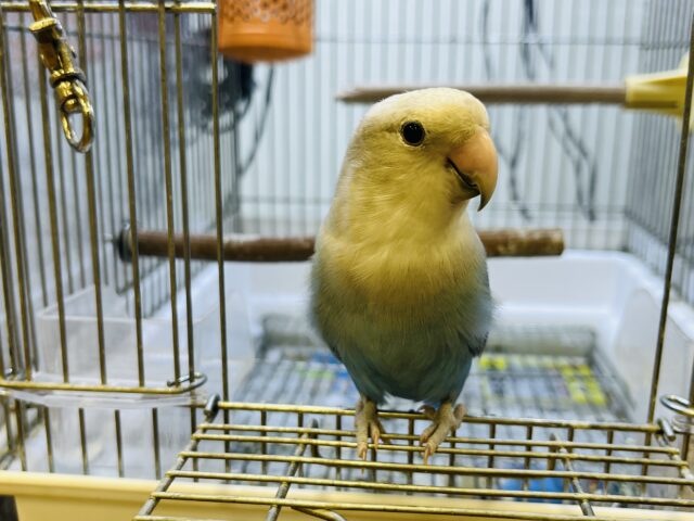コザクラインコ（小桜インコ）