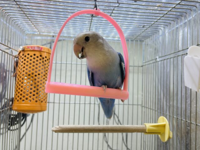 コザクラインコ（小桜インコ）