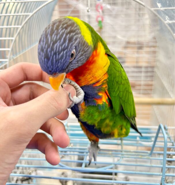 ゴシキセイガイインコ