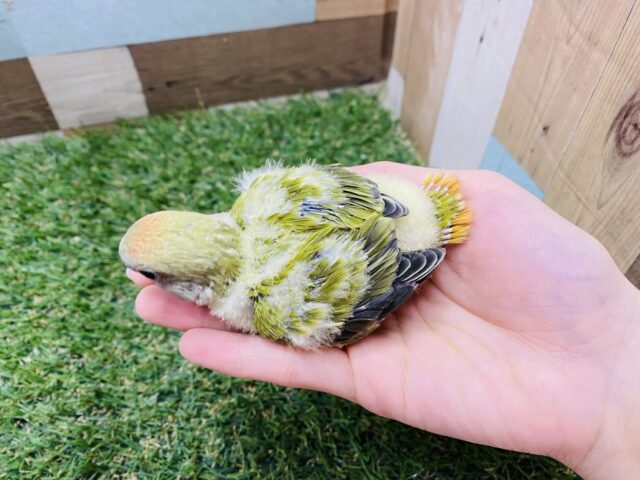コザクラインコ（小桜インコ）
