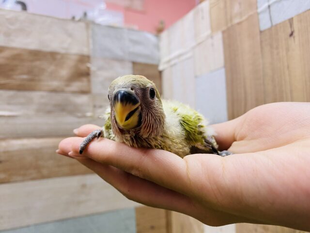 抹茶グリーンが素敵です✨パッチリおめめのコザクラインコ(オリーブオパーリン) コザクラインコ(小桜インコ)