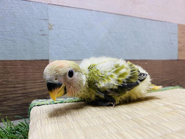 抹茶グリーンが素敵です✨パッチリおめめのコザクラインコ(オリーブオパーリン) コザクラインコ(小桜インコ)
