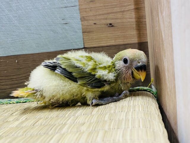 抹茶グリーンが素敵です✨パッチリおめめのコザクラインコ(オリーブオパーリン) コザクラインコ(小桜インコ)