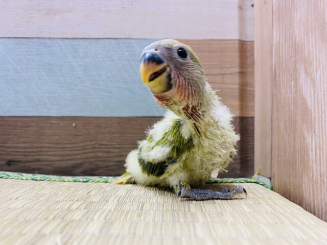抹茶グリーンが素敵です✨パッチリおめめのコザクラインコ(オリーブオパーリン) コザクラインコ(小桜インコ)