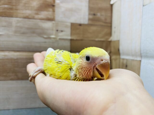 コザクラインコ（小桜インコ）