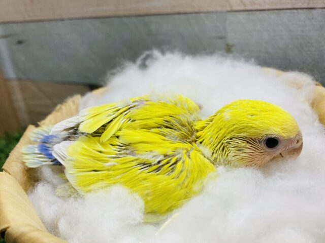 コザクラインコ（小桜インコ）