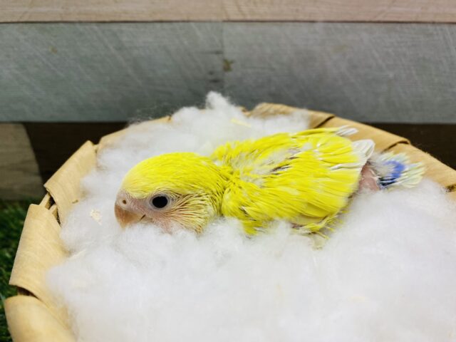 コザクラインコ（小桜インコ）