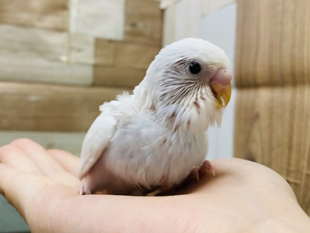 最新画像有り❗️チラッと覗き込むお顔が可愛すぎます💕セキセイインコダブルファクター☆ セキセイインコ