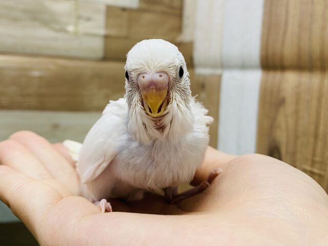 最新画像有り❗️チラッと覗き込むお顔が可愛すぎます💕セキセイインコダブルファクター☆ セキセイインコ