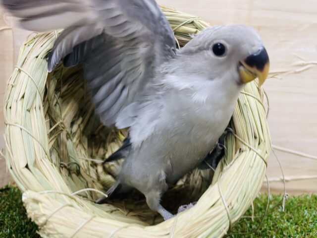 コザクラインコ（小桜インコ）