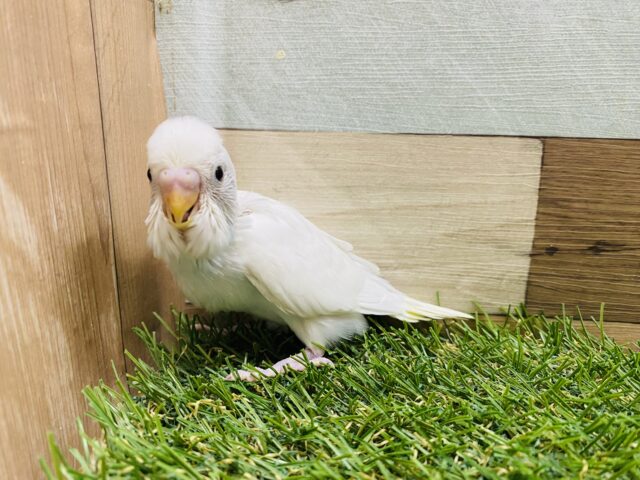 最新画像有り❗️チラッと覗き込むお顔が可愛すぎます💕セキセイインコダブルファクター☆ セキセイインコ