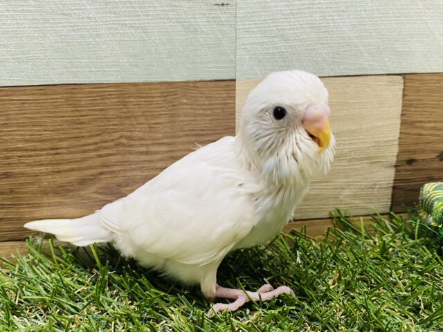 最新画像有り❗️チラッと覗き込むお顔が可愛すぎます💕セキセイインコダブルファクター☆ セキセイインコ