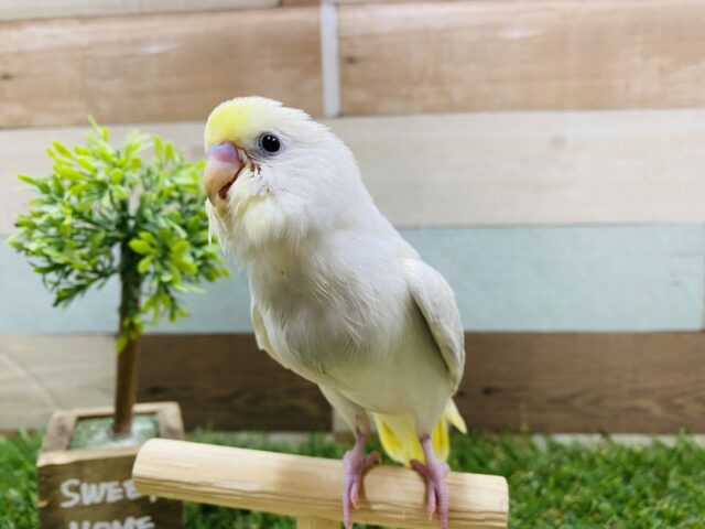 セキセイインコ