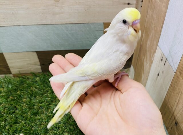 セキセイインコ