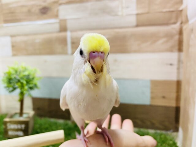 セキセイインコ