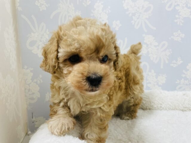 トイプードル