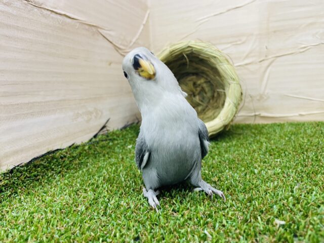 コザクラインコ（小桜インコ）