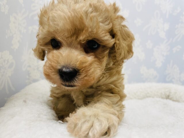 トイプードル