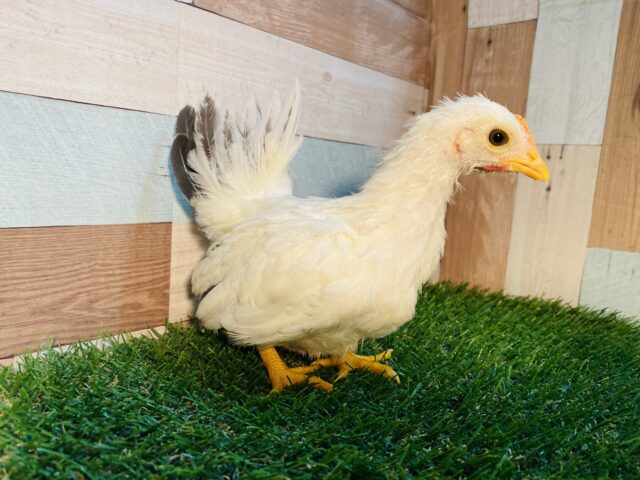 桂チャボ（カツラチャボ）