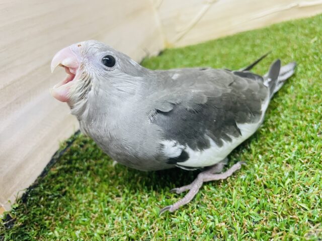 オカメインコ