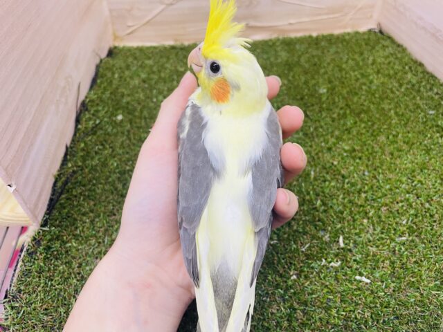 オカメインコ
