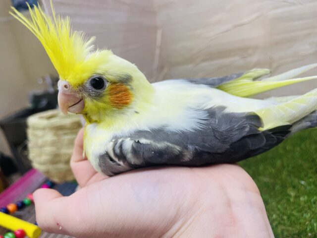 オカメインコ