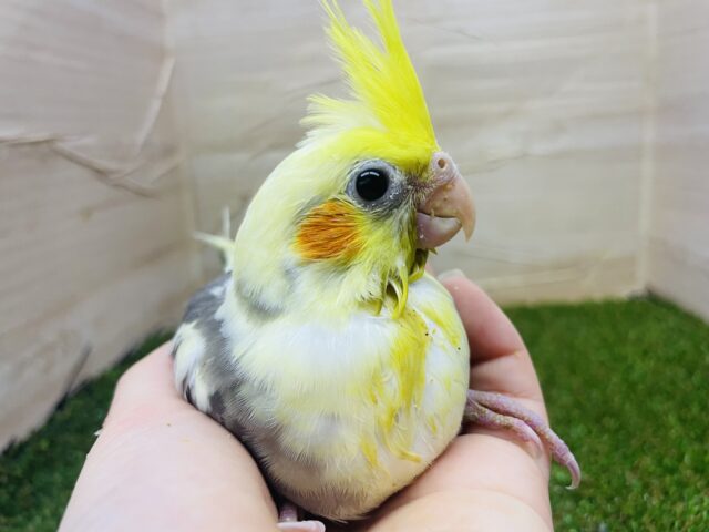 オカメインコ
