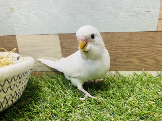 最新画像有り❗️チラッと覗き込むお顔が可愛すぎます💕セキセイインコダブルファクター☆ セキセイインコ