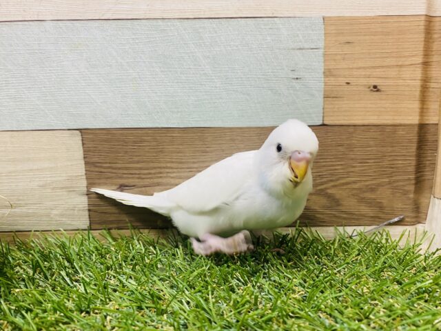 最新画像有り❗️チラッと覗き込むお顔が可愛すぎます💕セキセイインコダブルファクター☆ セキセイインコ