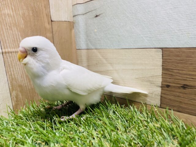 最新画像有り❗️チラッと覗き込むお顔が可愛すぎます💕セキセイインコダブルファクター☆ セキセイインコ