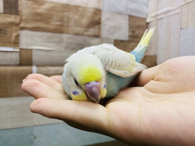 最新画像有り❗️美しいお色のキュートな子💕セキセイインコのパステルレインボースパングル!! セキセイインコ