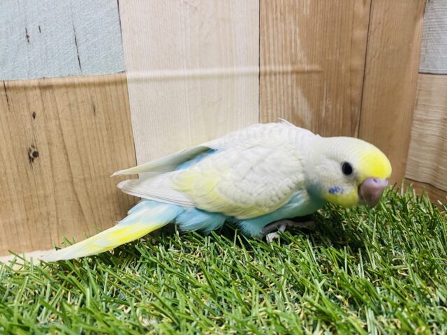 最新画像有り❗️美しいお色のキュートな子💕セキセイインコのパステルレインボースパングル!! セキセイインコ