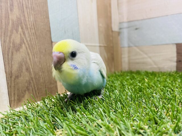 最新画像有り❗️美しいお色のキュートな子💕セキセイインコのパステルレインボースパングル!! セキセイインコ