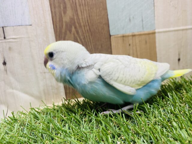 最新画像有り❗️美しいお色のキュートな子💕セキセイインコのパステルレインボースパングル!! セキセイインコ