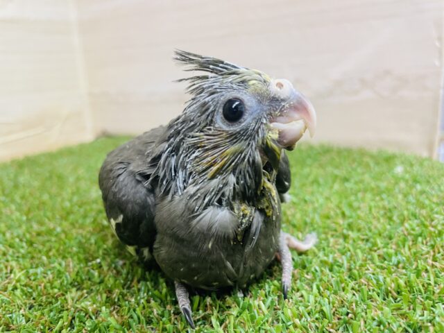 オカメインコ